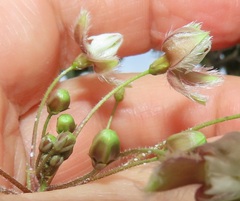 Pergularia daemia daemia