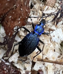 Carabus intricatus