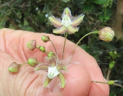 Pergularia daemia daemia