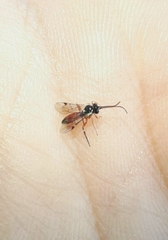 Diplazon laetatorius