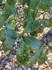 Mycosphaerella colorata