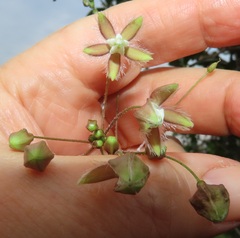 Pergularia daemia daemia