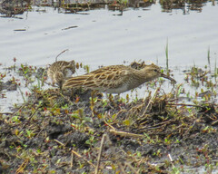 Calidris melanotos