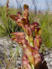Disa reticulata