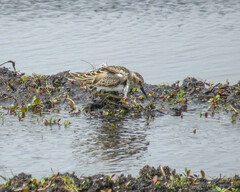 Calidris melanotos