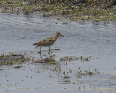 Calidris melanotos