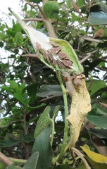 Pergularia daemia daemia