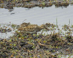 Calidris melanotos