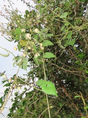 Pergularia daemia daemia