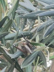 Schistocerca nitens