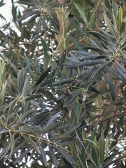 Schistocerca nitens