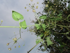 Pergularia daemia daemia