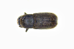Cnesinus strigicollis