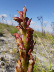 Disa reticulata