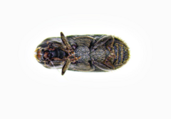 Cnesinus strigicollis