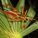Eastern Lubber Grasshopper - Photo (c) Judy Gallagher, some rights reserved (CC BY-SA), uploaded by Judy Gallagher