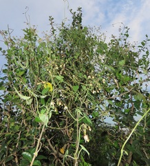 Pergularia daemia daemia