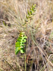 Hypericum myrtifolium