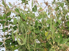 Pergularia daemia daemia