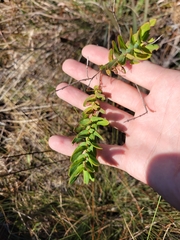 Hypericum myrtifolium