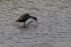 Plegadis chihi