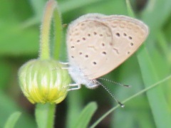 Zizeeria knysna