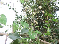 Pergularia daemia daemia