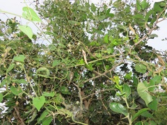 Pergularia daemia daemia