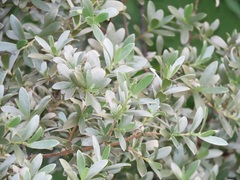 Diospyros lycioides nitens