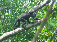 Alouatta belzebul