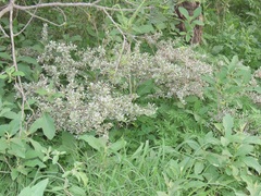 Diospyros lycioides nitens