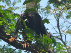 Alouatta belzebul