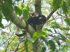 Alouatta belzebul