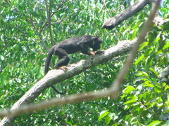 Alouatta belzebul