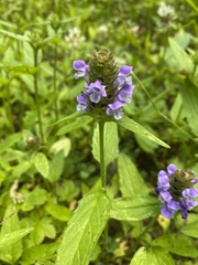 Prunella vulgaris