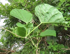 Ipomoea albivenia