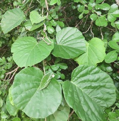 Ipomoea albivenia
