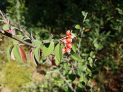 Cotoneaster pannosus