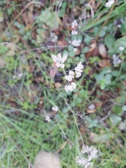 Torilis arvensis
