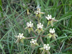 Asclepias multicaulis