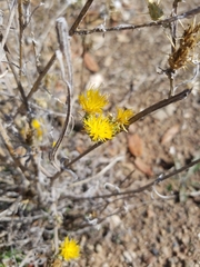 Centaurea solstitialis