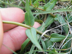 Asclepias multicaulis
