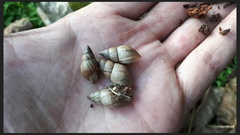 Bulimulus