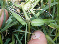 Asclepias multicaulis