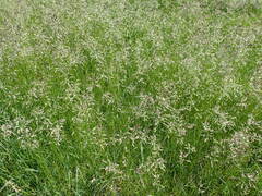 Poa