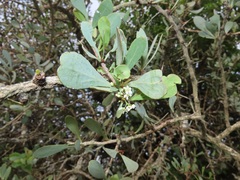 Gymnosporia glaucophylla