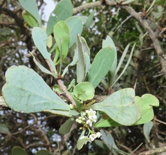 Gymnosporia glaucophylla