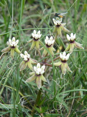 Asclepias multicaulis