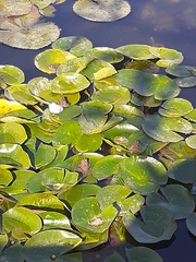 Pelophylax saharicus