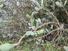 Gymnosporia glaucophylla